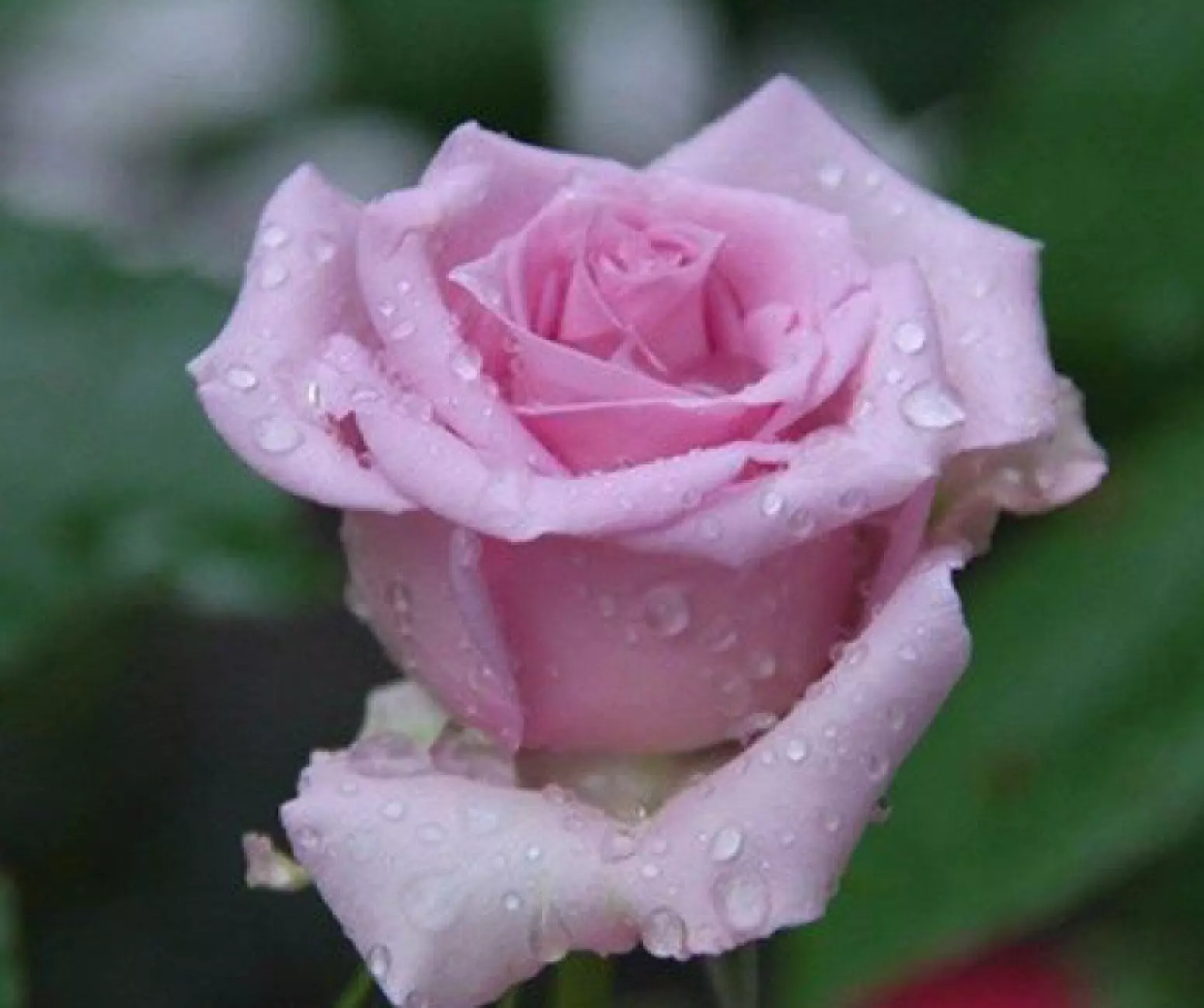 20 Seeds For Classic Oc EAN Violet Green Rose Flower - £10.89 GBP