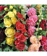 Landscaper&#39;S Pack Hollyhock Chater&#39;S Double Mix Double Non-Gmo 150 Seeds - £15.78 GBP