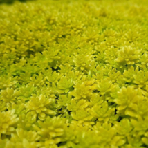 Carpet Sedum Acre &#39;Gold Moss&#39; Acre Ground Cover Stone Crop - £4.70 GBP