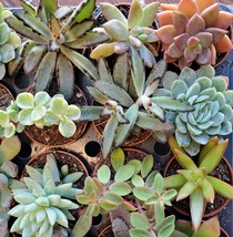 Succulent Mystery Box, set of 3 live plants, 2" Assorted Variety Valentines Gift image 4