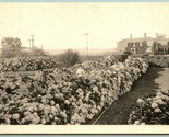 Hydrangeas Flower Garden Nantucket MA H Marshall Gardiner UNP DB postcar... - £12.04 GBP