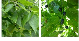1 year old plant Common Hackberry (Celtis Occidentalis) - £55.46 GBP