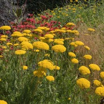 Yarrow Seed Fernleaf Yarrow Flower Seeds 10000 Seeds USA Fast Shipping - $19.99