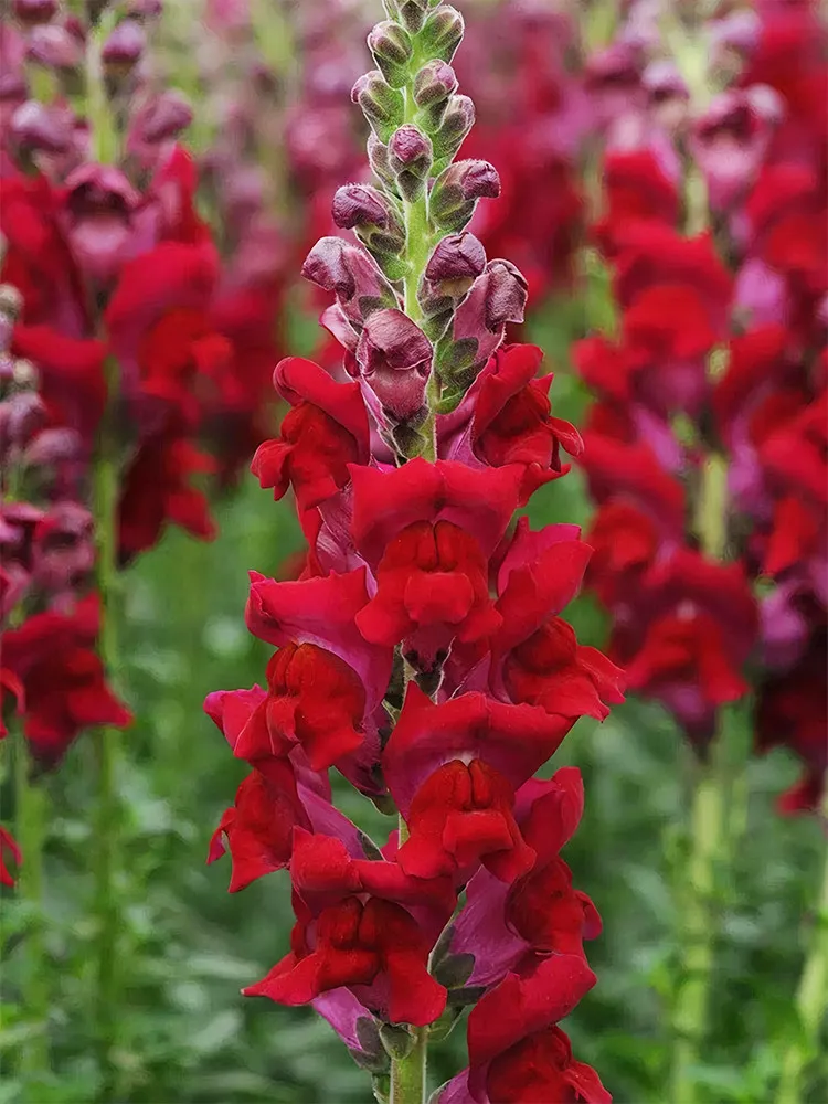 500 Tall Dark Red Snapdragon Seeds - $9.88