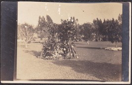 Pasadena, CA RPPC 1915 - Grapefruit Tree in Busch Gardens Photo Postcard - £12.48 GBP