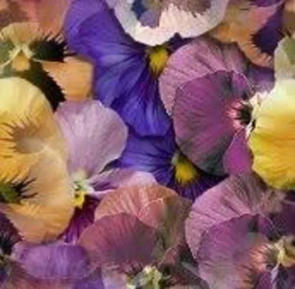 Top Seller 250 Mixed Colors Swiss Giant Pansy Viola Wittrockiana Flower ... - $14.60