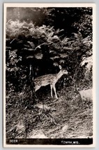 Tomah WI Beautiful Deer In Forest Wisconsin RPPC Postcard T26 - £7.95 GBP