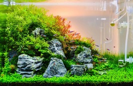 Moss Live Aquatic Plants Aquarium Water Grass, 200 SEEDS D - £11.43 GBP