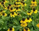 Clasping Coneflower Seeds 500 Rudbeckia Annual Wildflower Bees Fast Ship... - £7.20 GBP