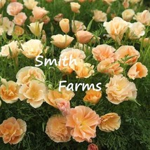 200 Seeds Apricot Champagne Poppy Flowers Plants Garden Planting From US - $10.25