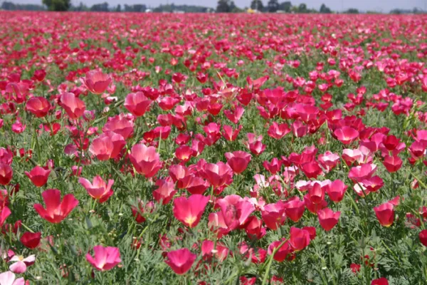 5 000 California Poppy Seeds Carmine Garden Starts Nursery - $13.00