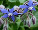 Borage Seeds 50 Herb Flower Garden Culinary Garnishes Teas Salads Fast S... - £7.20 GBP