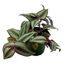 Wandering Jew 4 inchTradescantia zebrina BosseLimitedSilver Purple Burgun - £34.63 GBP