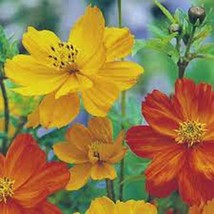 Bright Lights Cosmos 1000 Seeds Organic Newly Harvested, Beautiful Bright Flower - £8.76 GBP