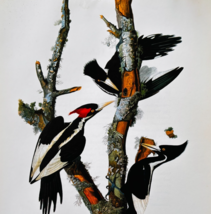 1979 Ivory Billed Woodpecker Color Plate Print Audubon Birds Of America ... - $41.14 CAD