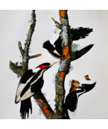 1979 Ivory Billed Woodpecker Color Plate Print Audubon Birds Of America ... - $29.99
