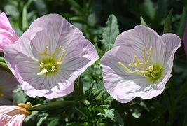 1500 Pink Showy Evening Primrose Seeds Perennial Medicinal Herb Flower - £5.89 GBP