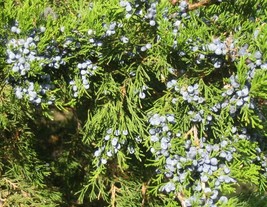 Eastern Red Cedar - Juniperus virginiana - 20 cones with seeds - £11.79 GBP