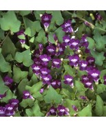 New Fresh Seeds Asarina Seeds Climbing Snapdragon Flower Seed 100 Seeds - €11,32 EUR