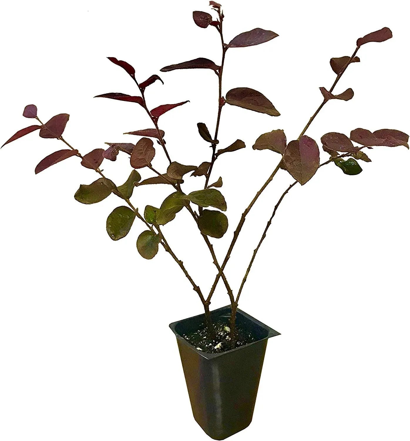 Loropetalum &#39;Plum Delight&#39; Chinese Fringe Flower Live Plants - £54.33 GBP