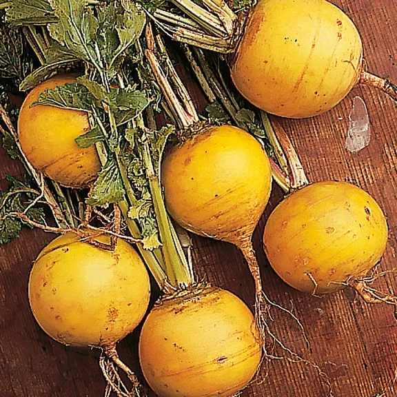 500 Turnip Seeds Golden Ball Turnip Seeds Fresh Seeds - £22.76 GBP