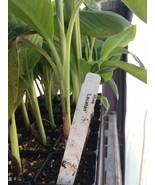 Musa Lacatan Banana Plant - Philippine Banana - Live Plant - $27.12 CAD