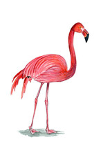 Pink Flamingo Tropical Bird Auto Boat Rv Window Graphic Art Decal Hd Uni... - $6.95+
