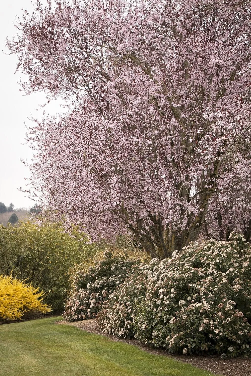 Viburnum Tinus Laurustinus 60 Live Plants Blooming Privacy Hedge - £144.43 GBP