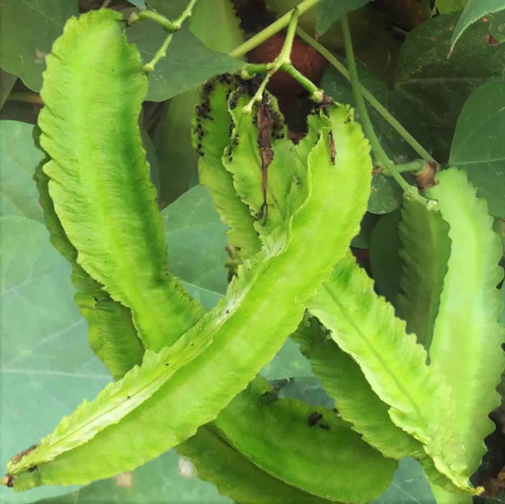 Winged Bean Dragon Goa Asparagus Sigarilyas Chathura Payar best Seeds - £5.46 GBP