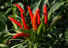 Fire Red Pod Pepper Hot Chilli Vegetable, 20 seeds/pack - £12.65 GBP