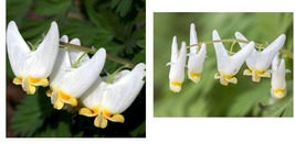 Beautiful Plant 5 Dutchman&#39;s Breeches bulbs-root systems - £28.14 GBP