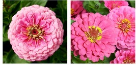 300 Seeds! Zinnia LUMINOSA PINK Huge Blooms Butterflies Hummingbirds Seeds  - £21.49 GBP