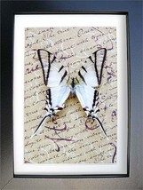 Real Butterfly Zebra Swallowtail Protographium Agesilaus Entomology Shadowbox - £39.86 GBP