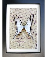 Real Butterfly Zebra Swallowtail Protographium Agesilaus Entomology Shad... - $68.07 CAD