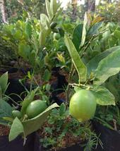 5 Seeds Meyer Lemon Fruit Tree Seeds Plant Home Plant Easy To Grow Ebly - £8.92 GBP