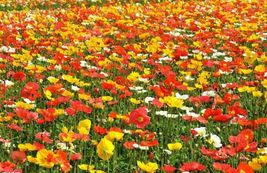 Shipped From Us 6000+CORN Field Poppy Mix Colors Flower Seeds, CB08 - £13.62 GBP