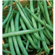 USA Seller State Half Runner Pole Beans Seeds Fast Shipping - £13.24 GBP