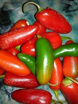 Pepper Tam Jalapeno  20 seeds °HEIRLOOM° Seeds of Life The BEST Jalapeno EVER! - $3.49