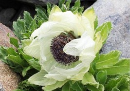 Fresh 100% Real Saussurea involucrata semillas, 30 SEEDS D - $16.90 CAD
