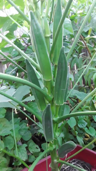 60 Jambalaya Okra Seeds Open Pollinated. Great Flavor Early And Super Prolific F - £8.64 GBP