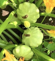 Bennings Green Tint Summer Squash Seeds | Heirloom | Patty Pan FRESH - $9.36