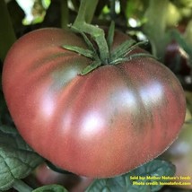 USA Non GMO 20 Seeds Tomato Brandyfred Dwarf Organic Potato Leaf  - £7.85 GBP