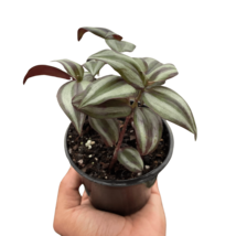 Tradescantia Zebrina &#39;Wandering Dude&#39;-4&quot; Pot - $528.89 MXN
