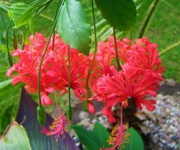 US Seller Chinese Lantern Rooted Hibiscus Schizopetalus Starter Plant Sh... - £39.41 GBP