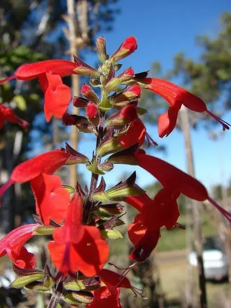 Salvia Coccinea Scarlet Or Blood Sage Hummingbird Salvia 100 Seeds Fresh Garden - £18.23 GBP