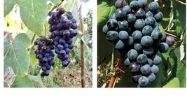 New York Muscat grape cuttings 5pcs Outdoor Living - £40.88 GBP