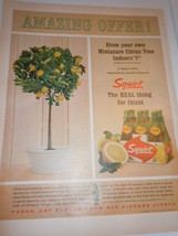 Vtge Squirt The Real Thing Miniature Citrus Tree Offer  Print Magazine A... - $75.95 MXN