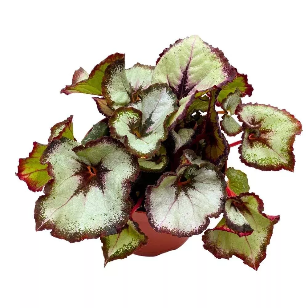 Vertigo Begonia Rex 6 in Purple Gray and White - £50.07 GBP