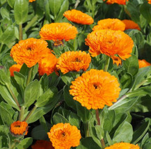Balls Orange Calendula Officinalis Flower Seeds Fresh Seeds - $7.50