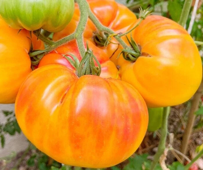 PINEAPPLE TOMATO SEEDS 100+ beefsteak INDETERMINATE vegetable GARDEN - $3.16
